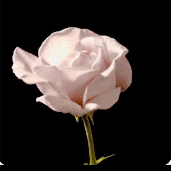 Meet your Posher, TAFOYA - Picture 1 of 1